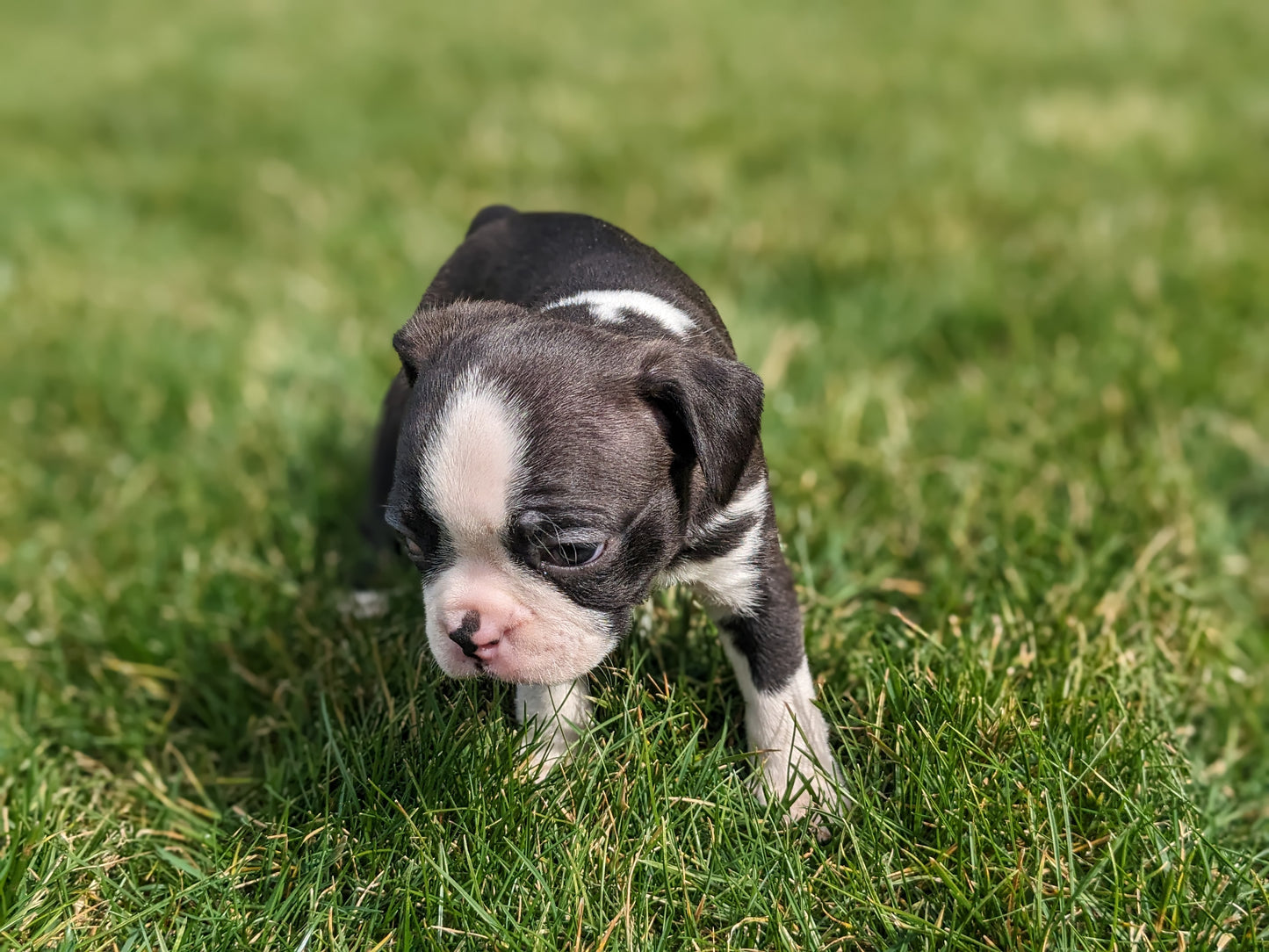 BOSTON TERRIER (FEMALE) 02/04