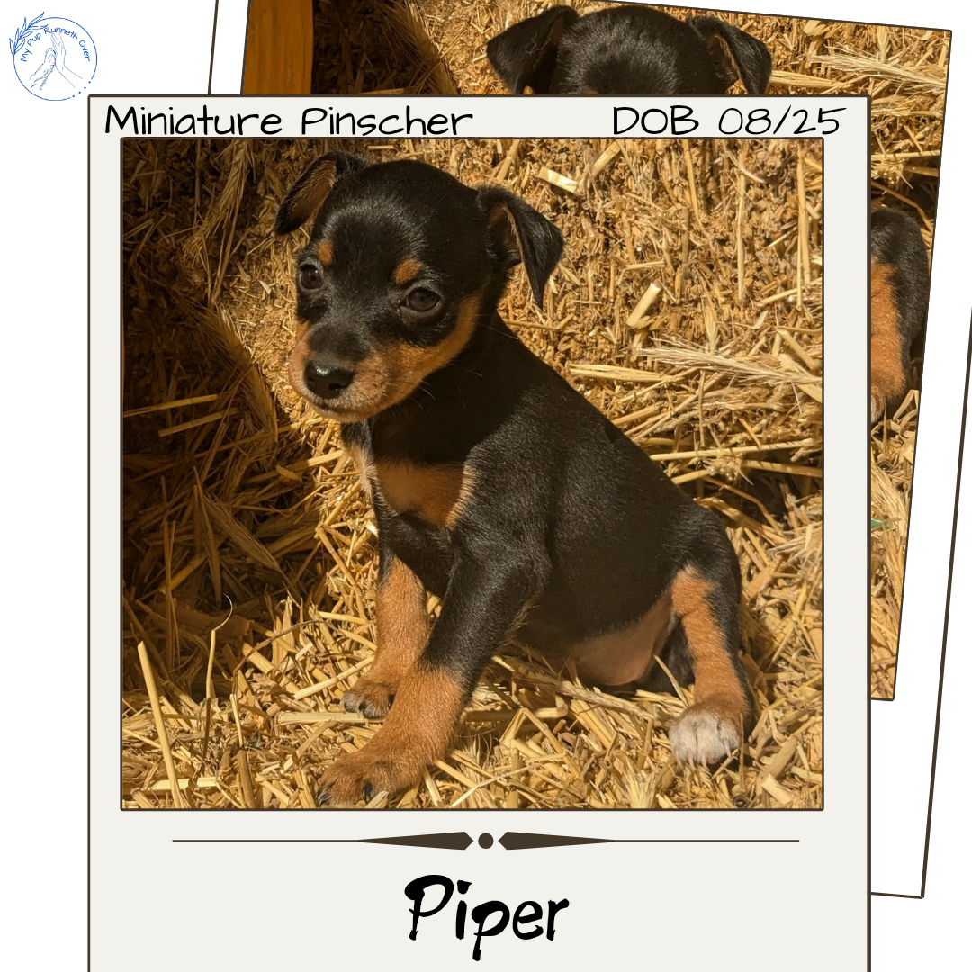 MINI PINSCHER (08/25) FEMALE