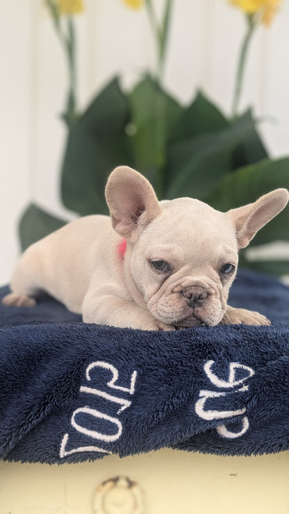 FRENCH BULLDOG (04/17) FEMALE