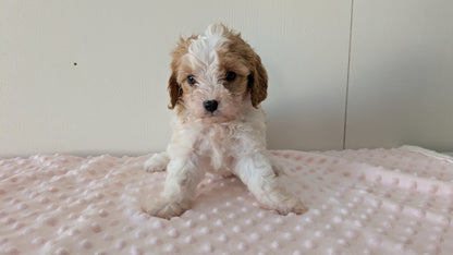 CAVAPOO (12/31) FEMALE