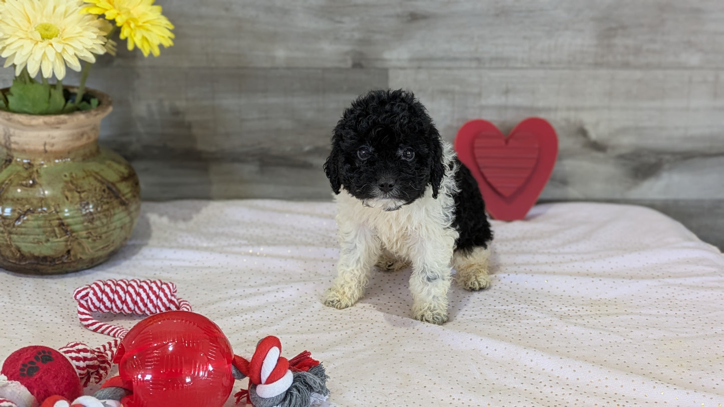 COCKAPOO (12/12) FEMALE