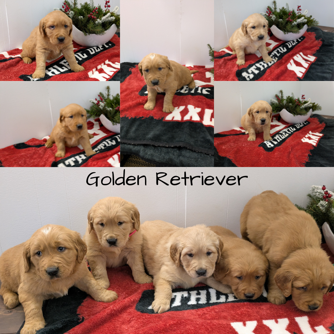 GOLDEN RETRIEVER (11/13) MALE