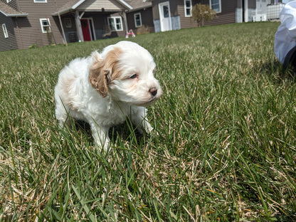 COCKAPOO (03/09) MALE