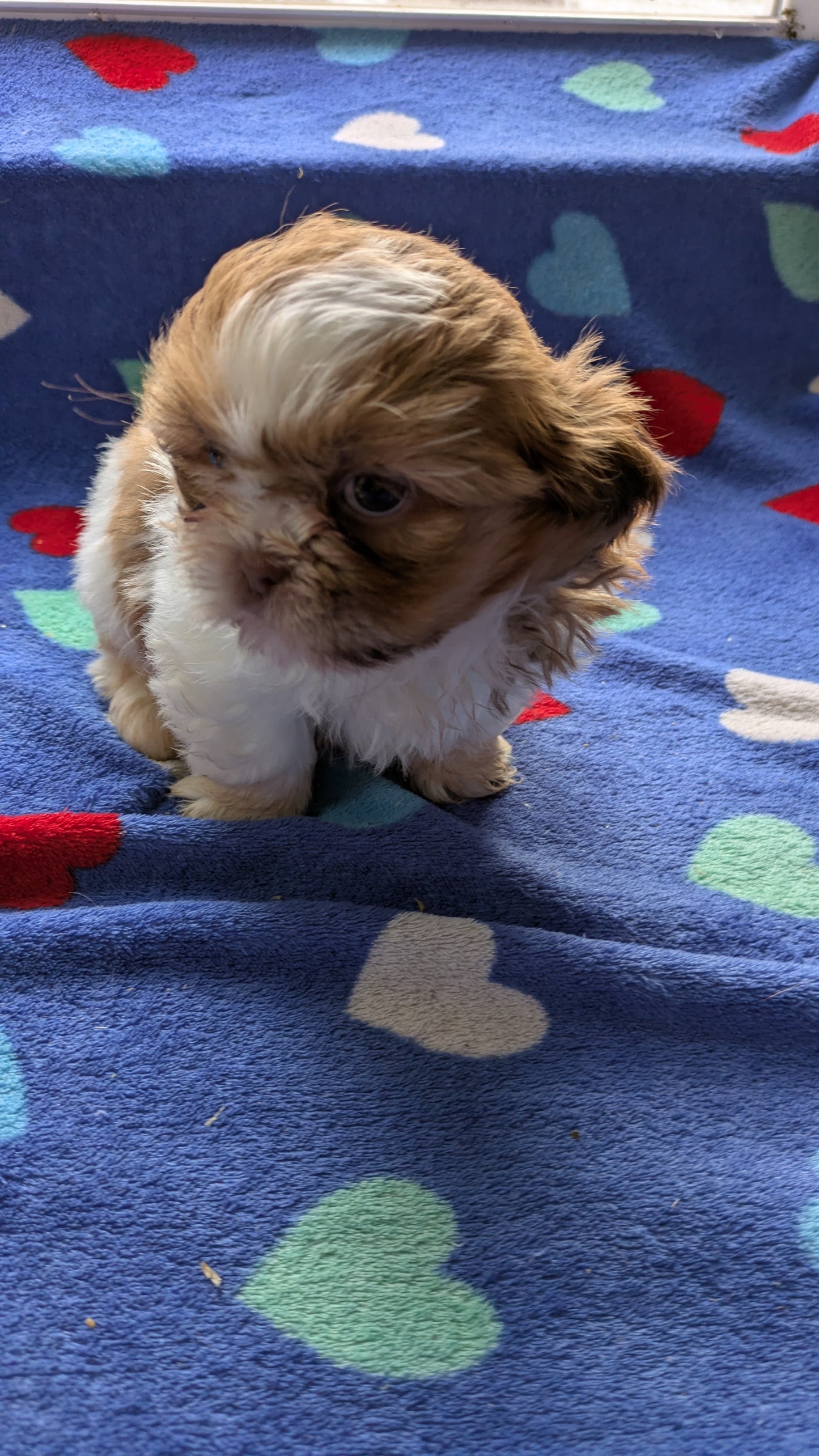 SHIH TZU (10/22) MALE