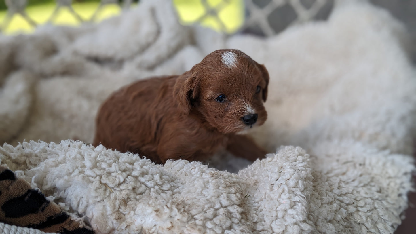 CAVAPOO (05/12) MALE