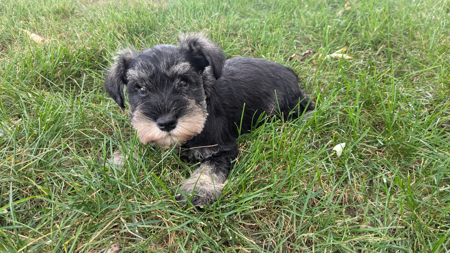 MINI SCHNAUZER (07/15) FEMALE