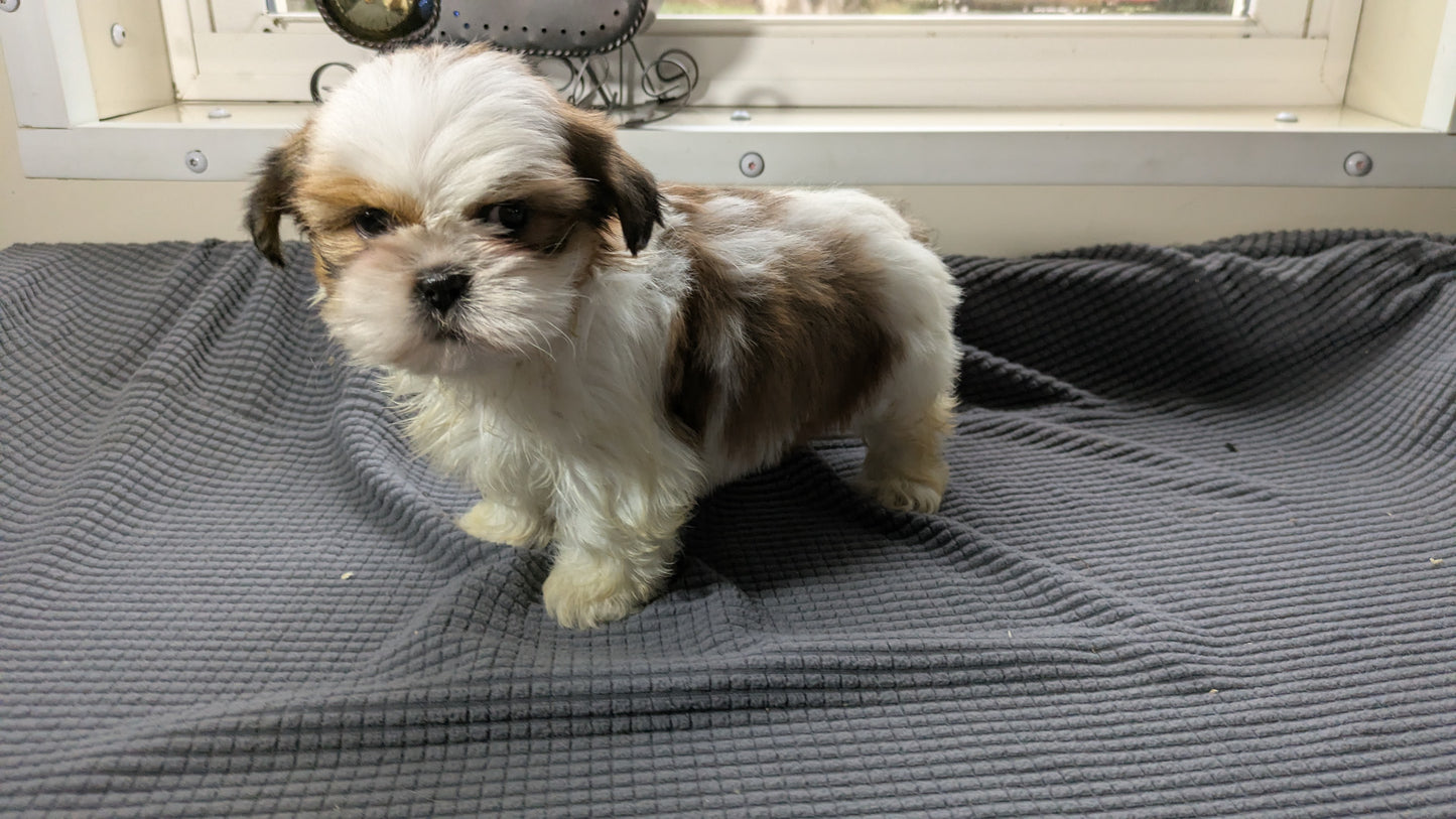 SHIH TZU (10/30) MALE