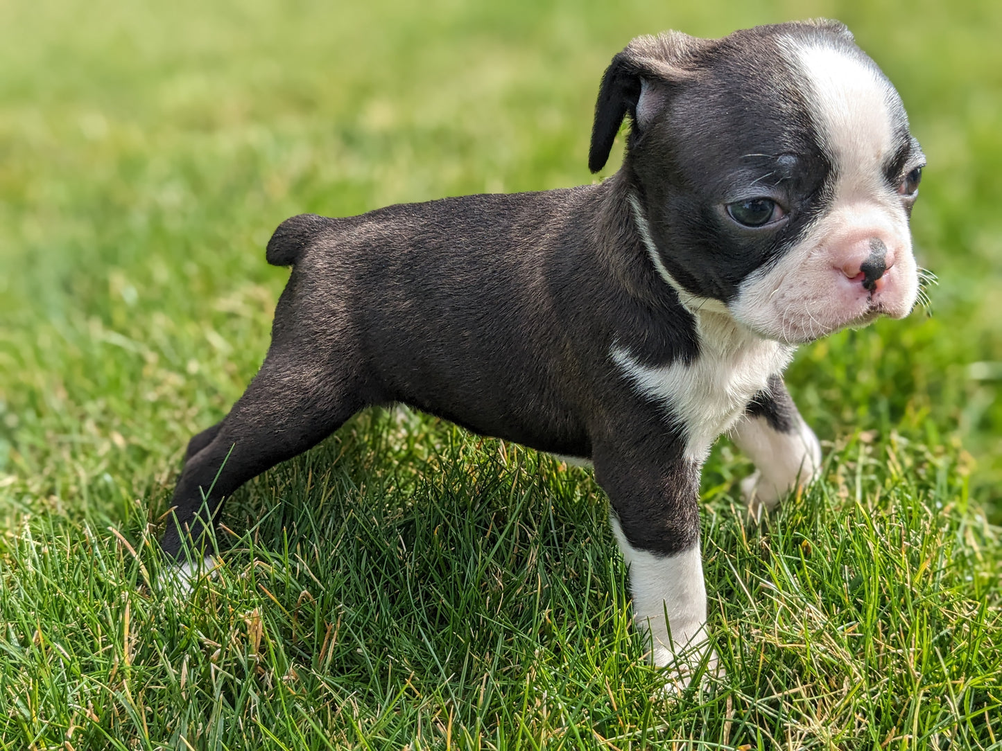 BOSTON TERRIER (FEMALE) 02/04