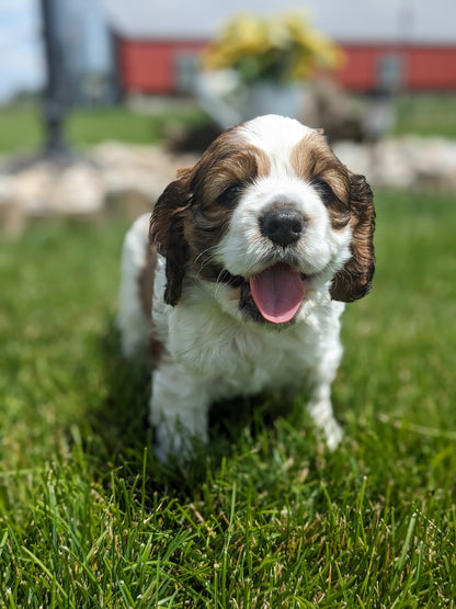 COCKER SPANIEL (05/01) MALE