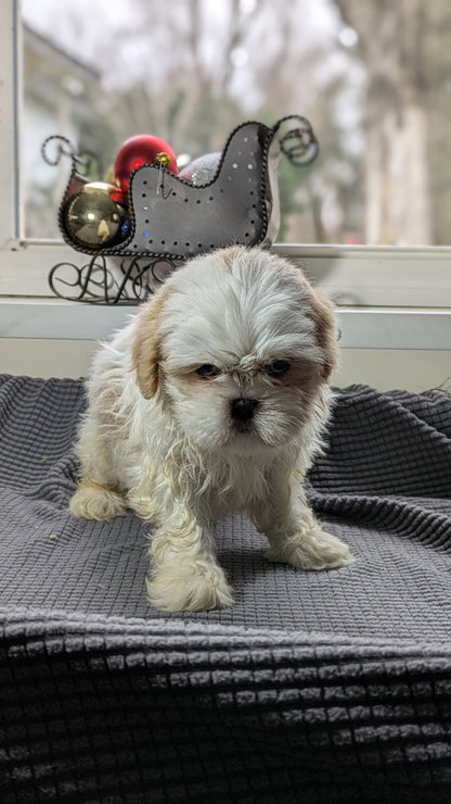 SHIH TZU (10/30) FEMALE