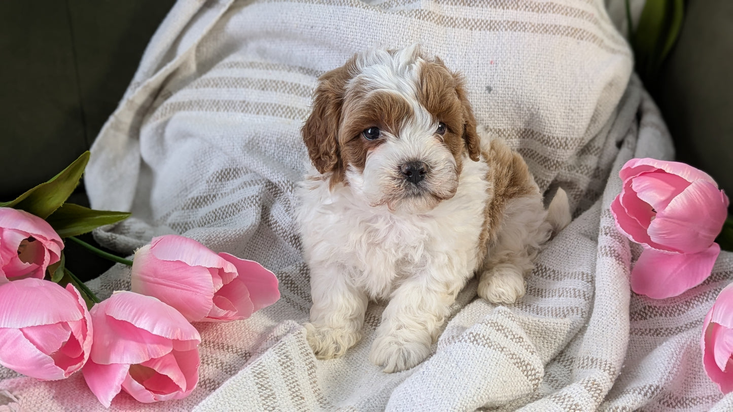 CAVAPOO (01/10) MALE