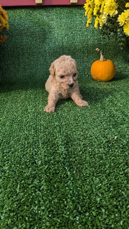 TOY POODLE (08/24) MALE