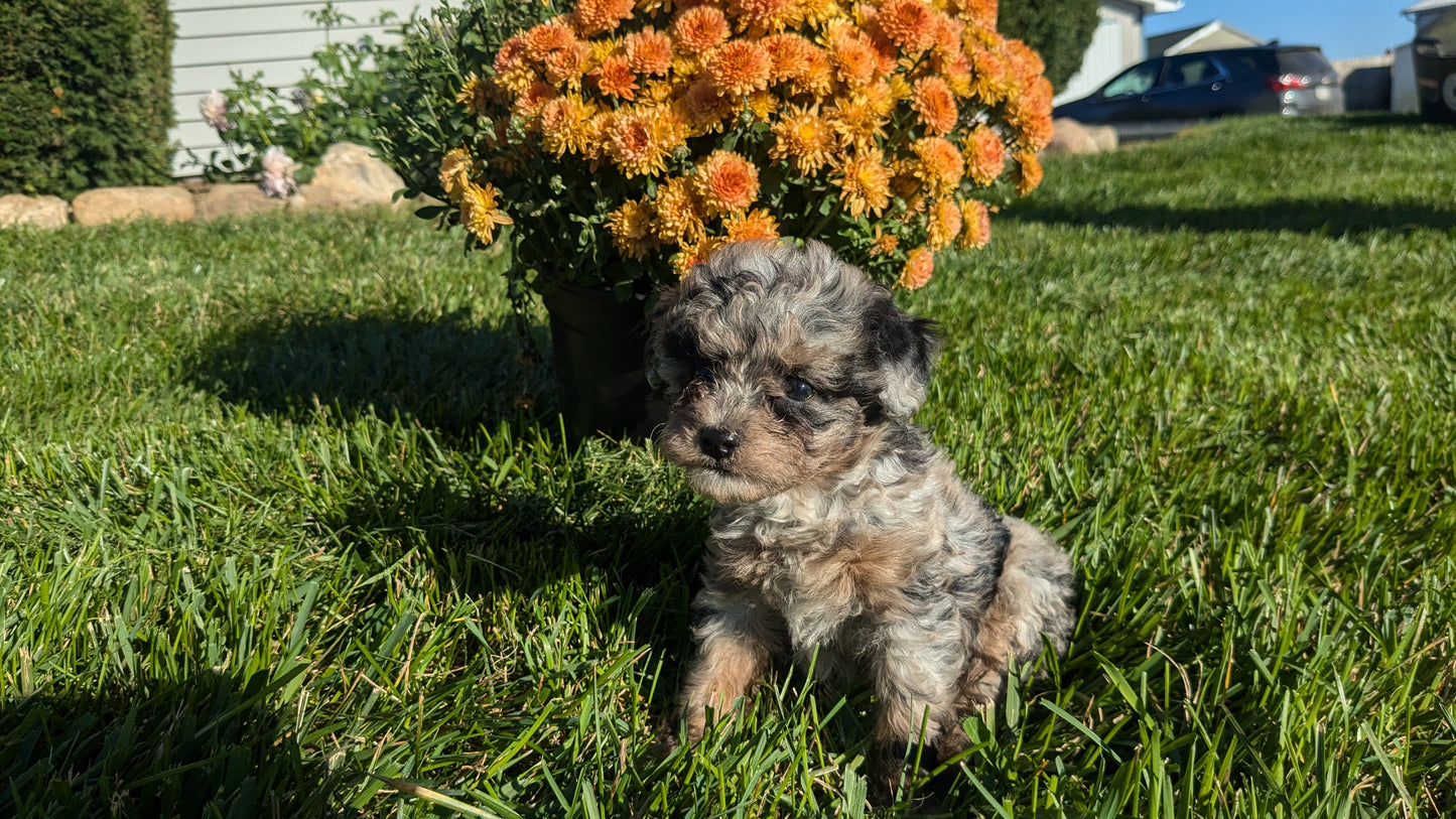 TOY POODLE (08/24) FEMALE