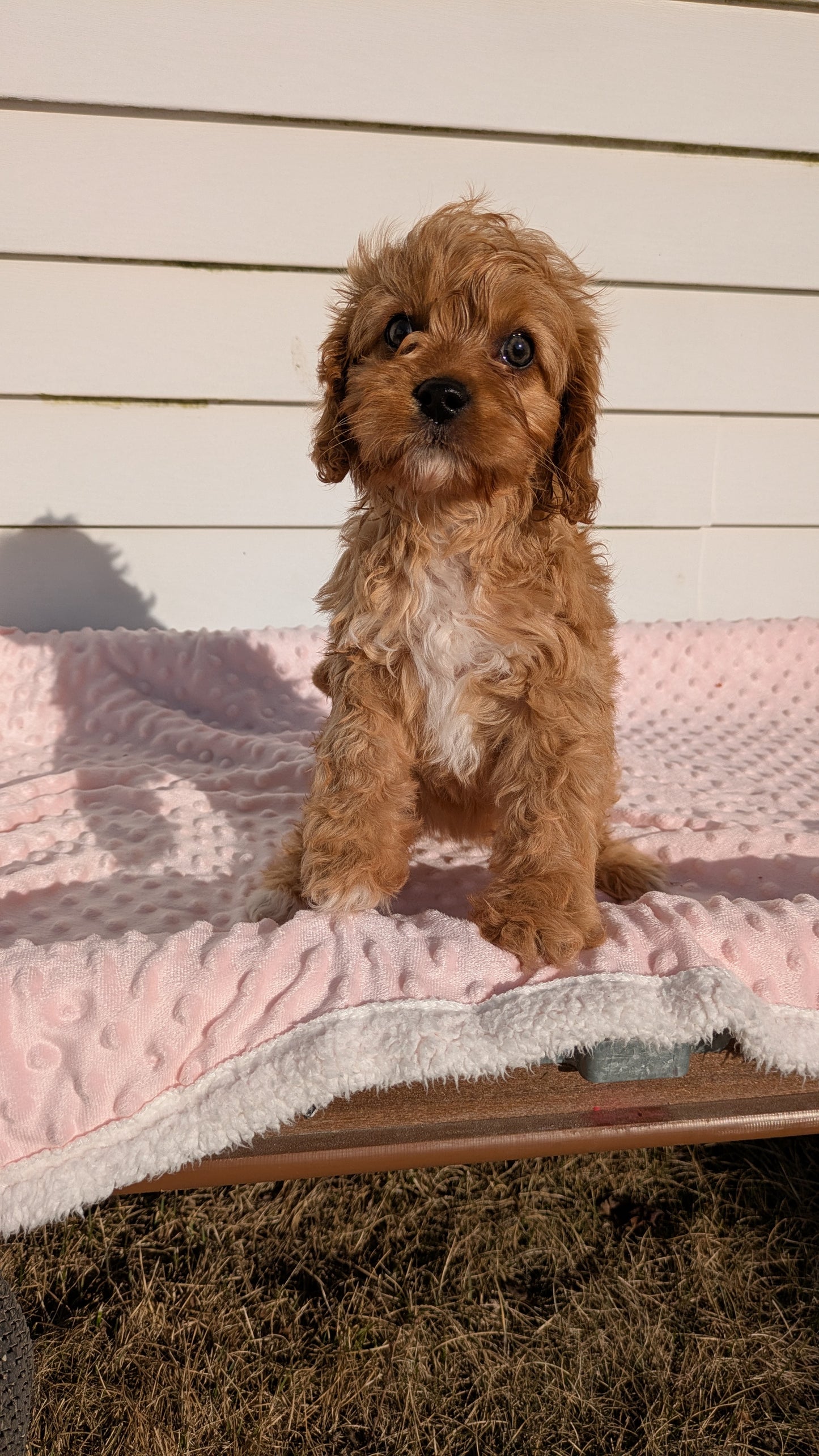 CAVAPOO (01/17) FEMALE