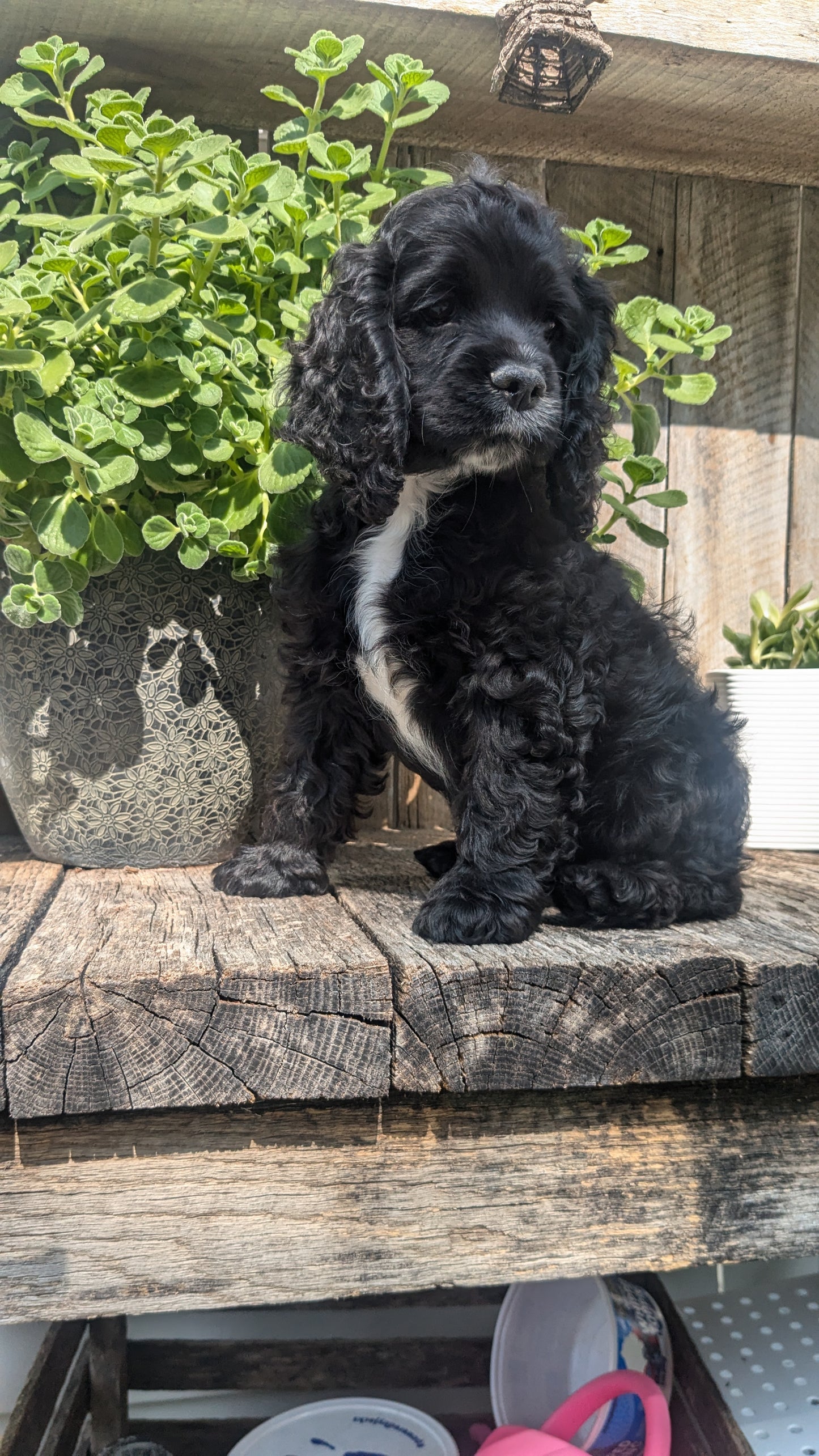 COCKER SPANIEL (06/15) MALE