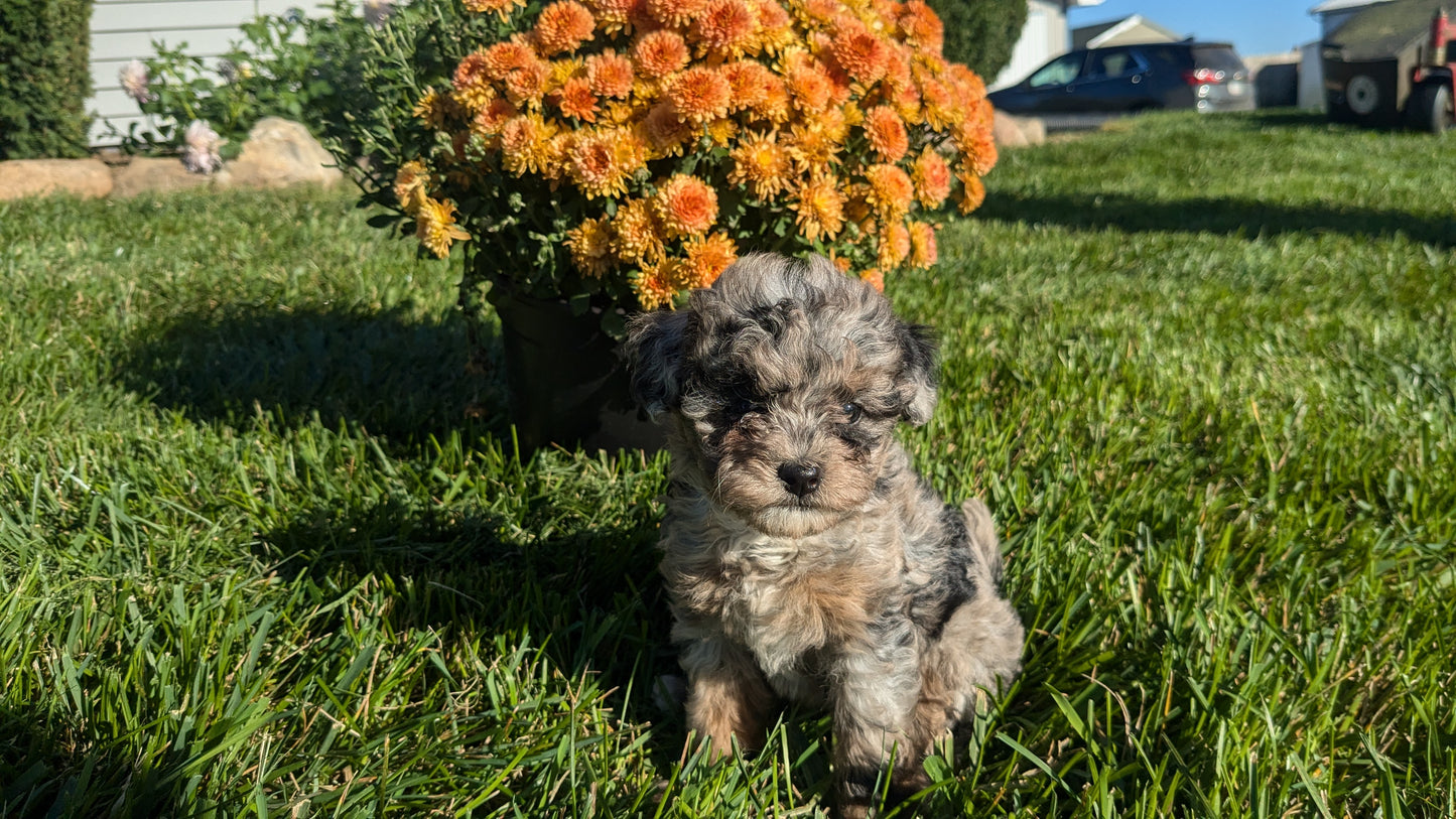 TOY POODLE (08/24) FEMALE