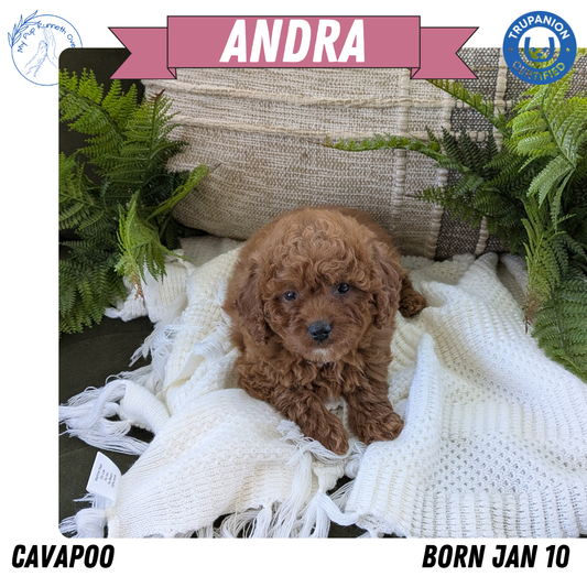 CAVAPOO (01/10) FEMALE