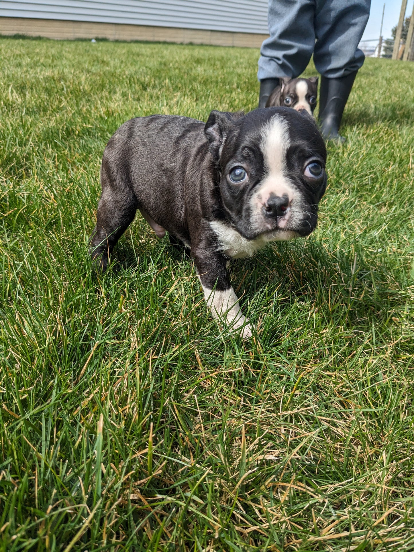 BOSTON TERRIER (02/04) MALE