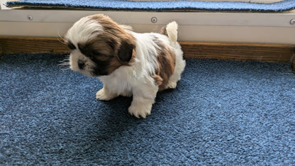 SHIH TZU (01/01) FEMALE