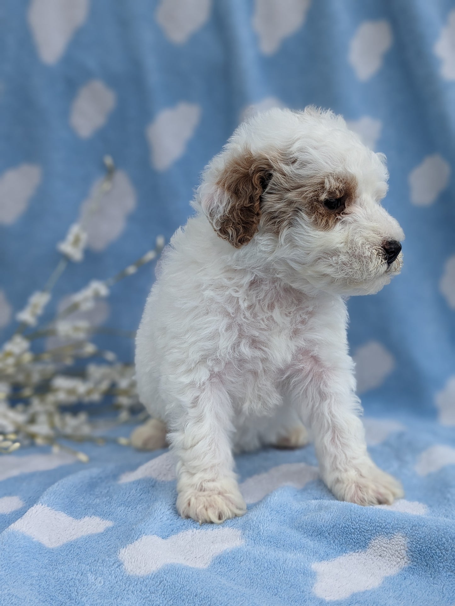 MINI GOLDENDOODLE (03/20) MALE