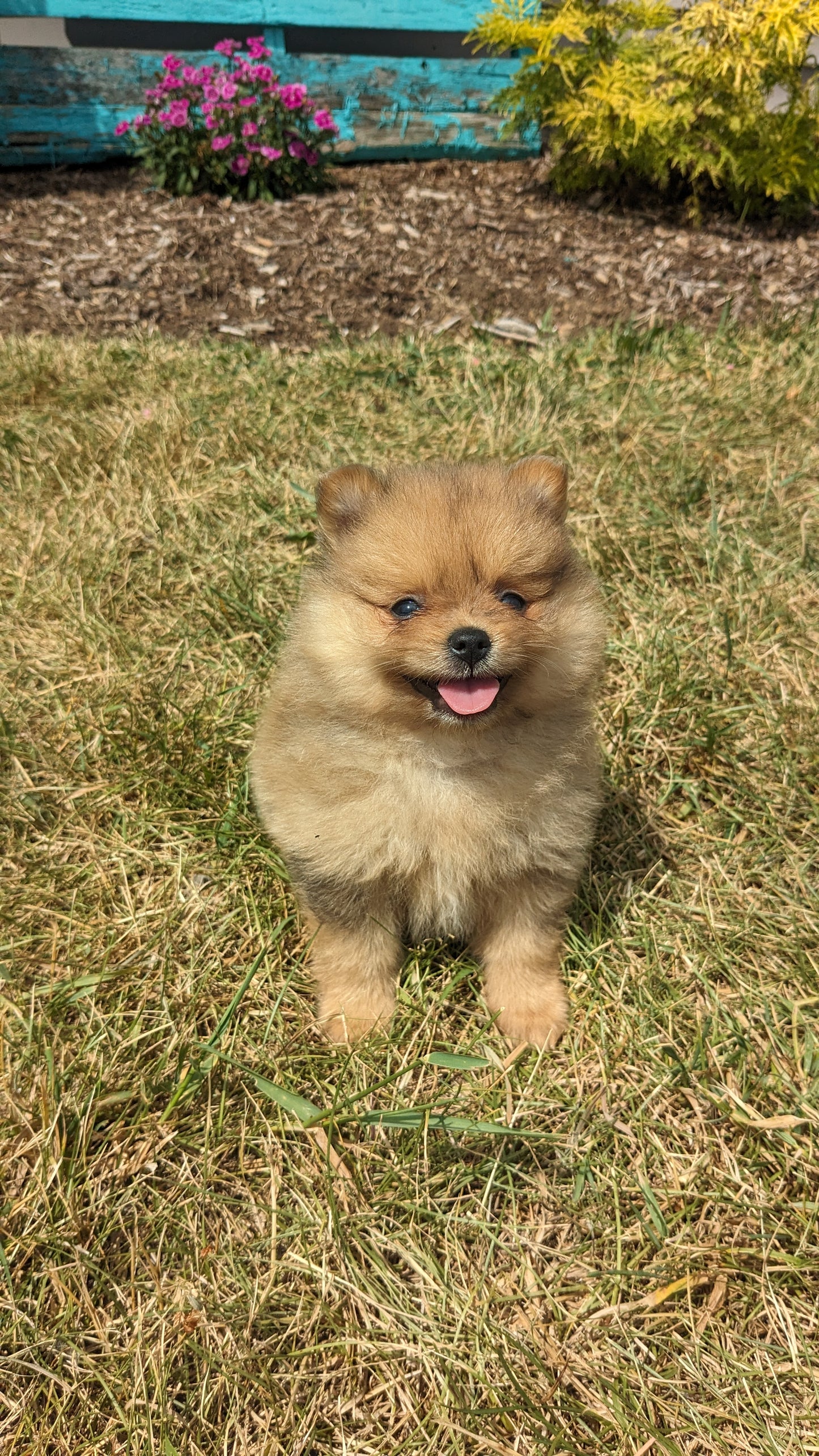 POMERANIAN (05/02) FEMALE