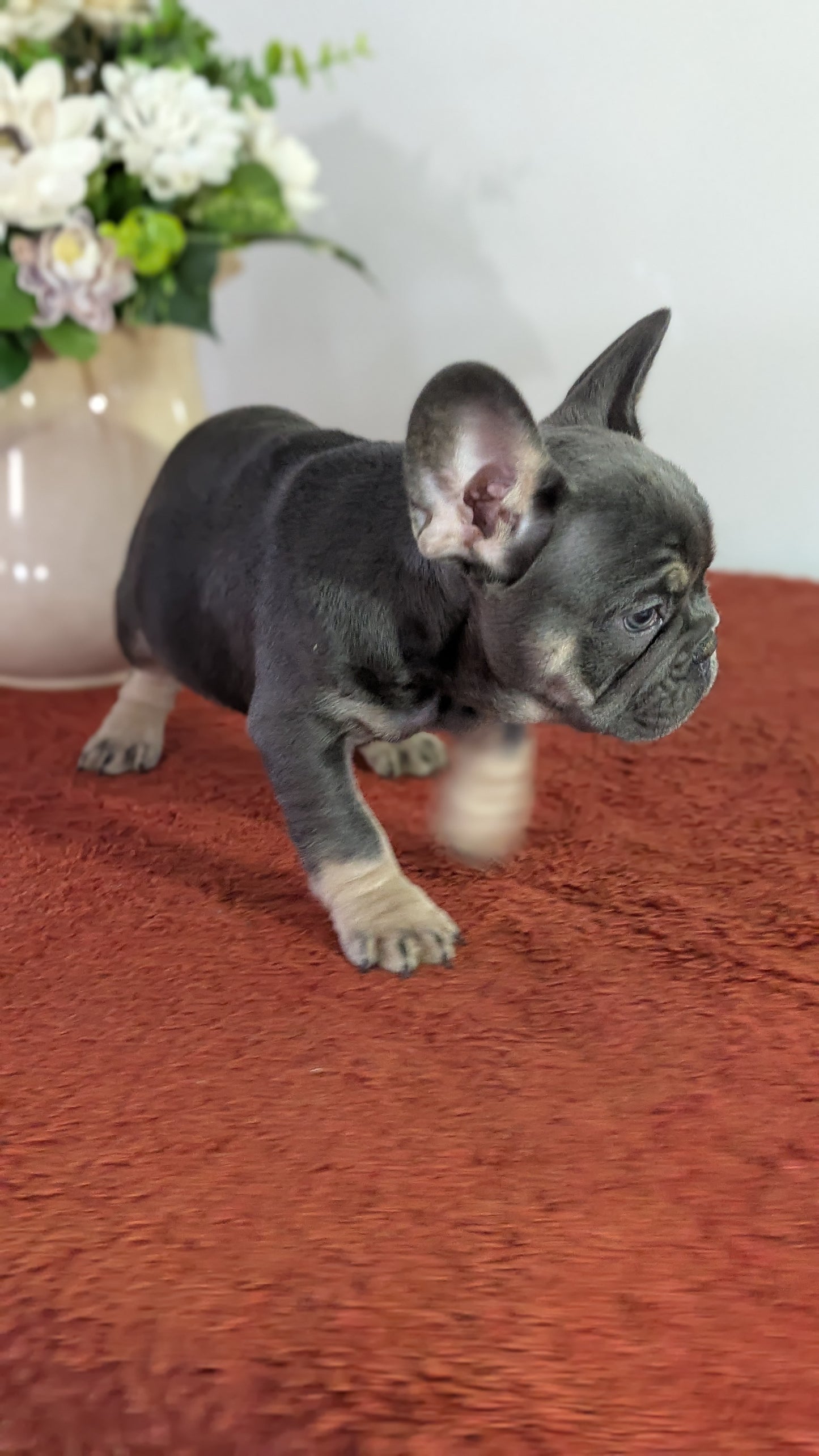 FRENCH BULLDOG (12/21) MALE