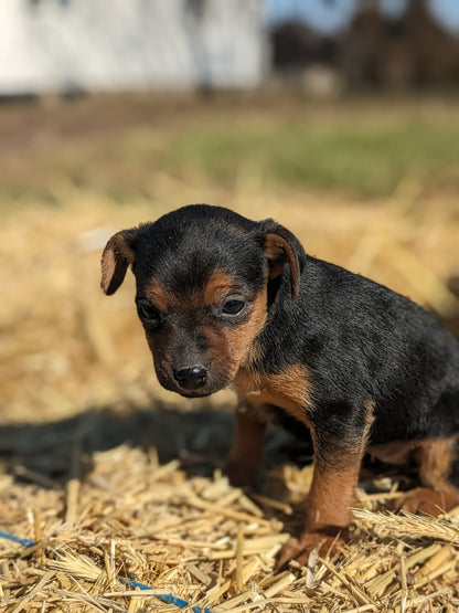 MINI PINSCHER (1/11) FEMALE