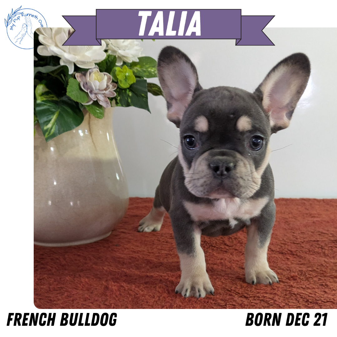 FRENCH BULLDOG (12/21) FEMALE