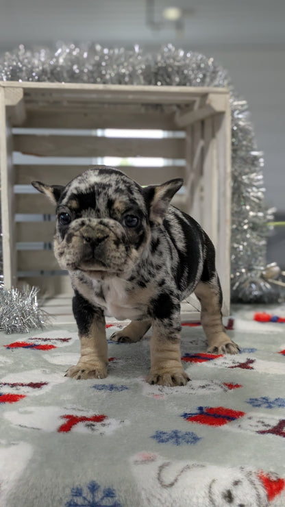 FRENCH BULLDOG (11/01) FEMALE