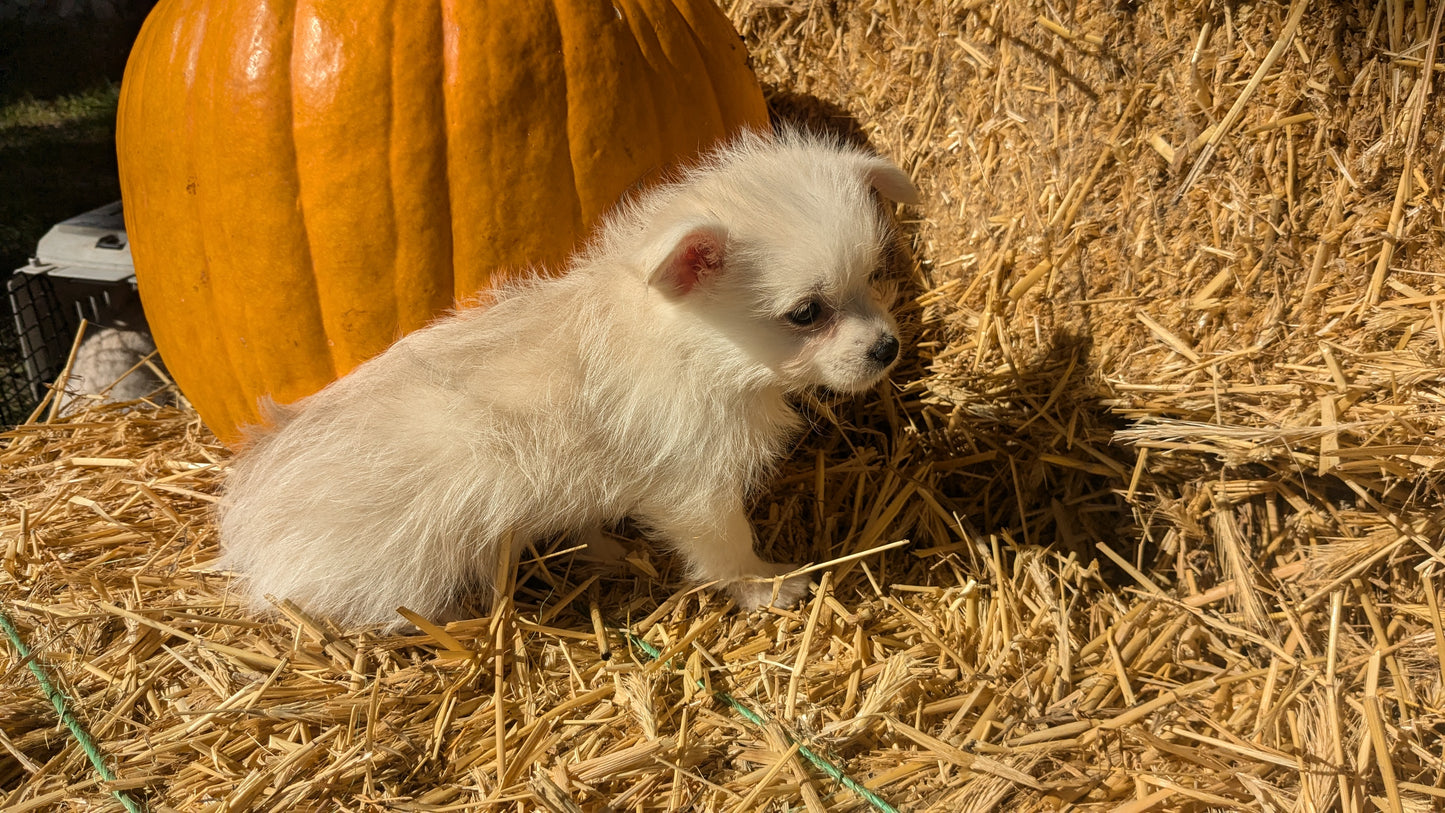 POMSKY-POO (08/13) FEMALE