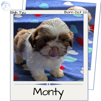 SHIH TZU (10/22) MALE