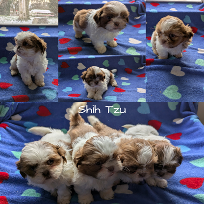 SHIH TZU (10/22) MALE