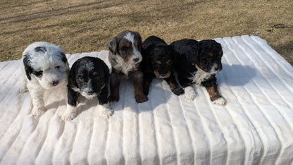 MINI BERNEDOODLE (02/03) FEMALE