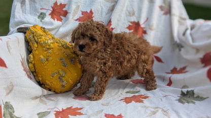 TOY POODLE (08/24) MALE