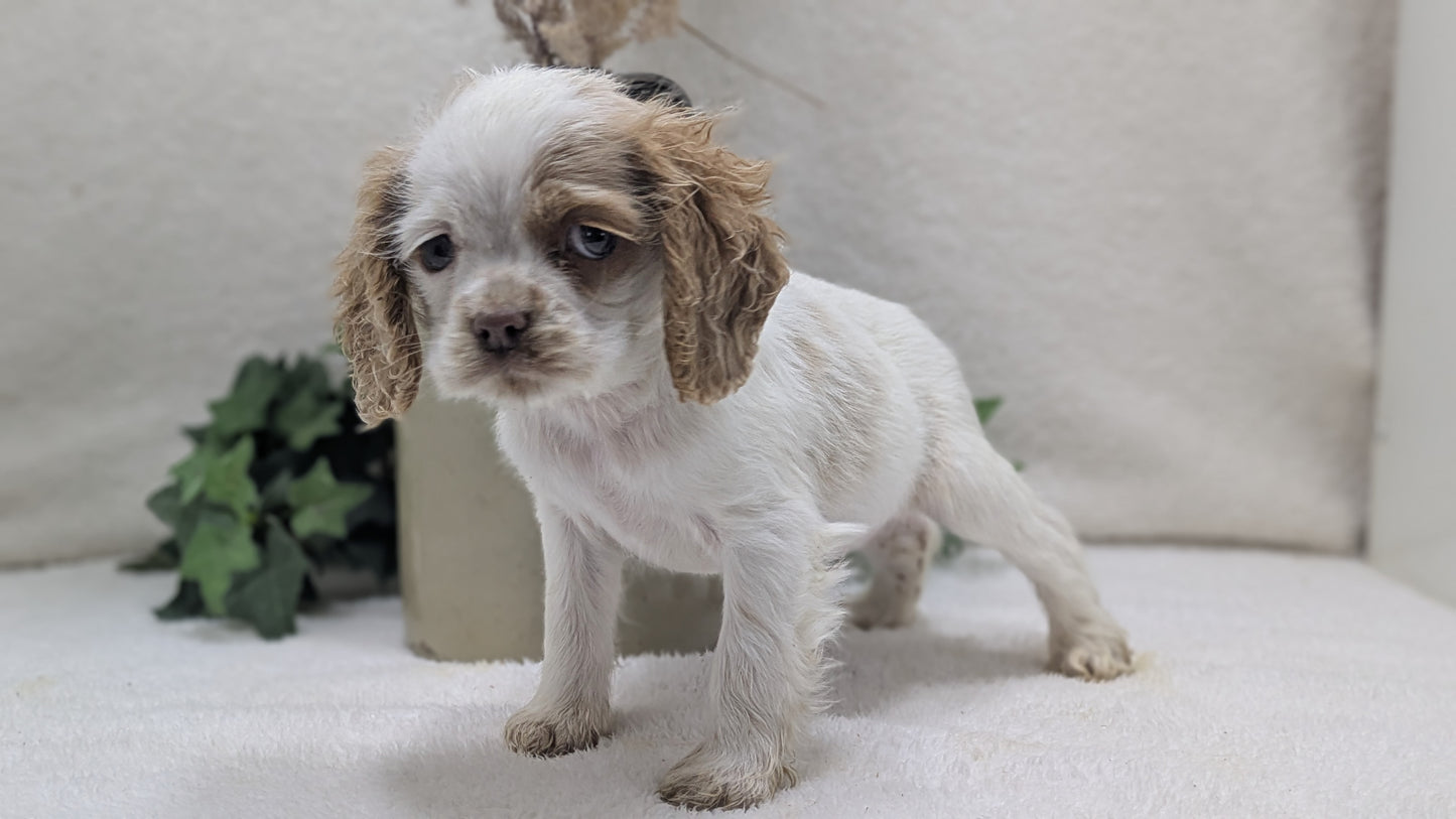 COCKER SPANIEL (12/18) FEMALE