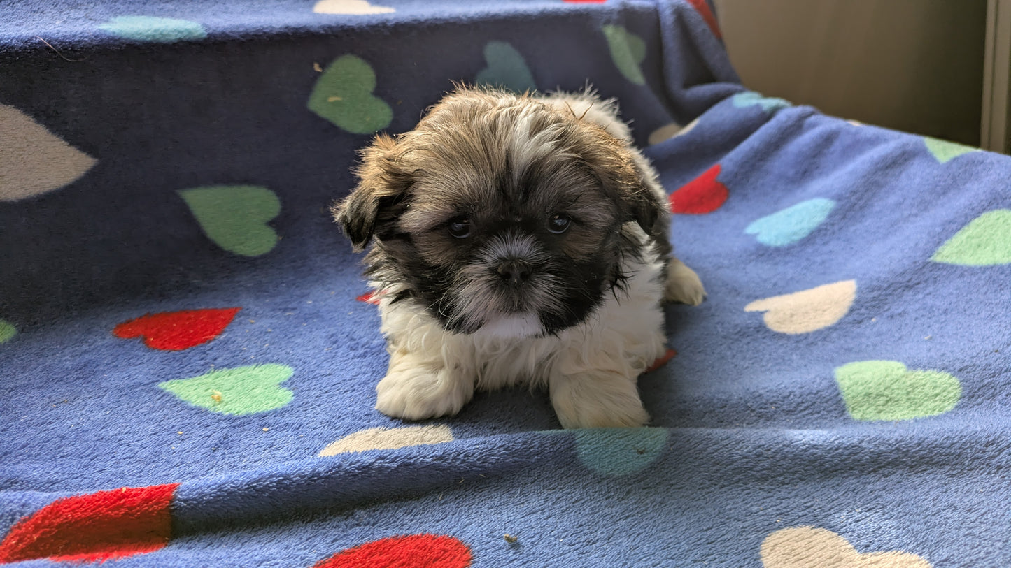 SHIH TZU (10/23) FEMALE