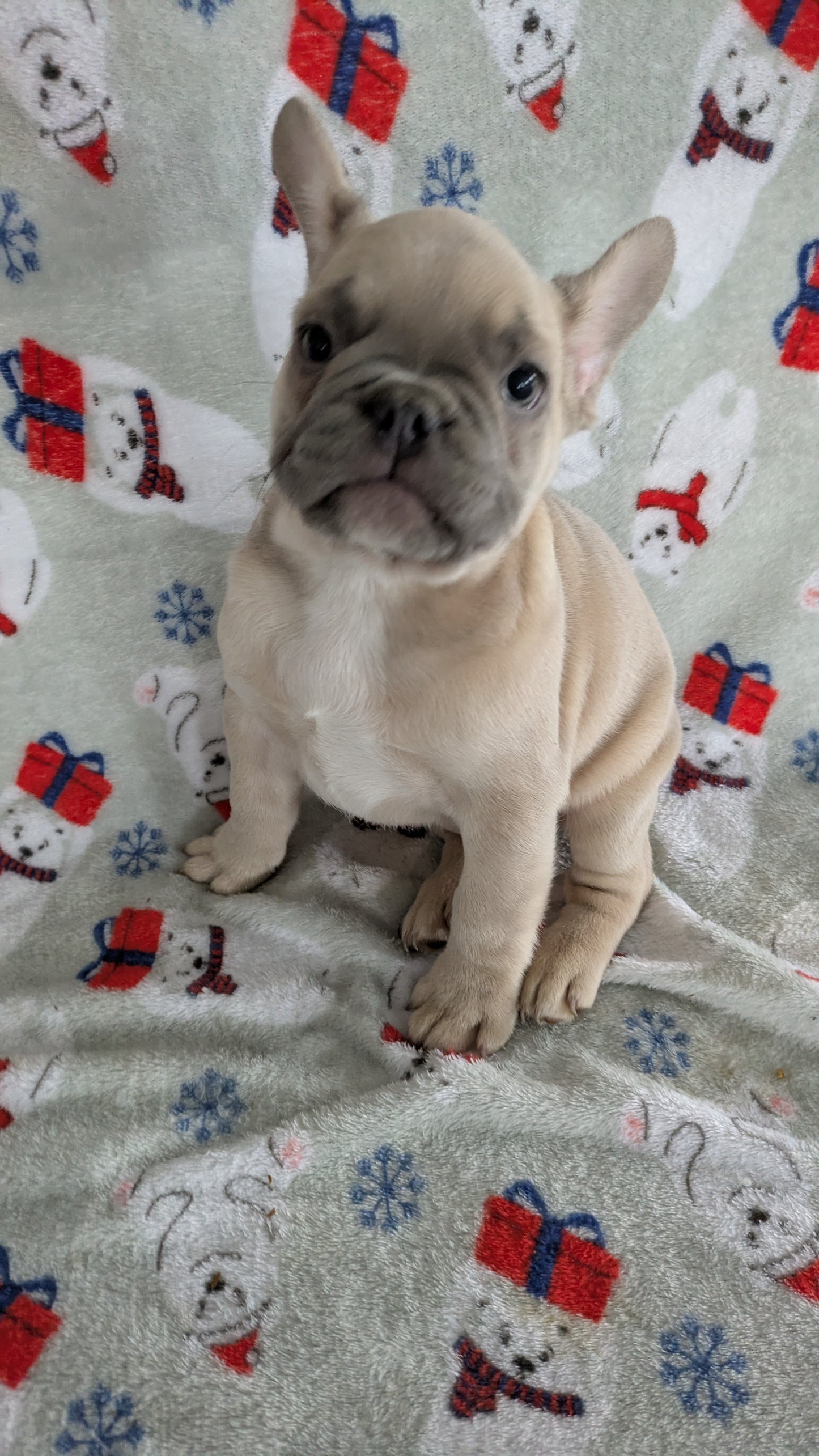 FRENCH BULLDOG (10/30) FEMALE