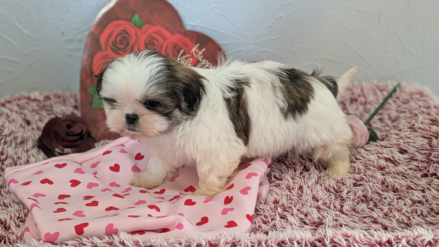 SHIH TZU (12/08) FEMALE