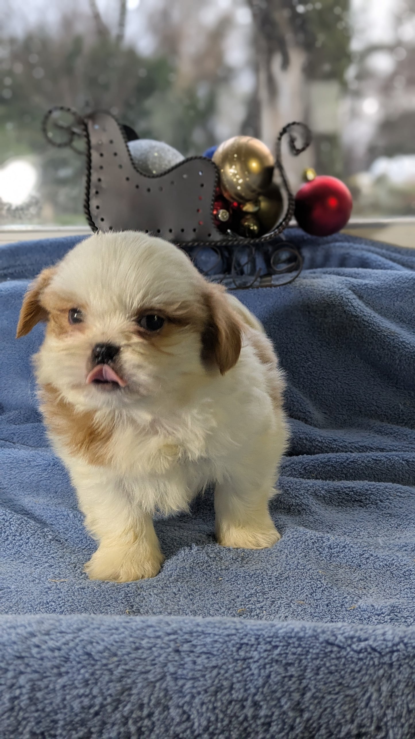 SHIH TZU (10/30) MALE