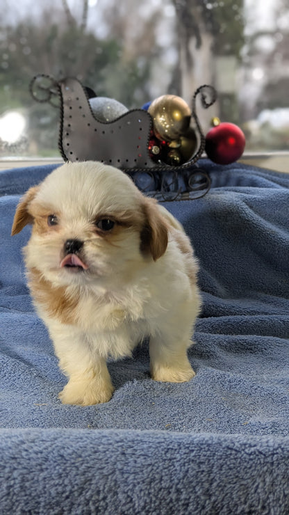 SHIH TZU (10/30) MALE