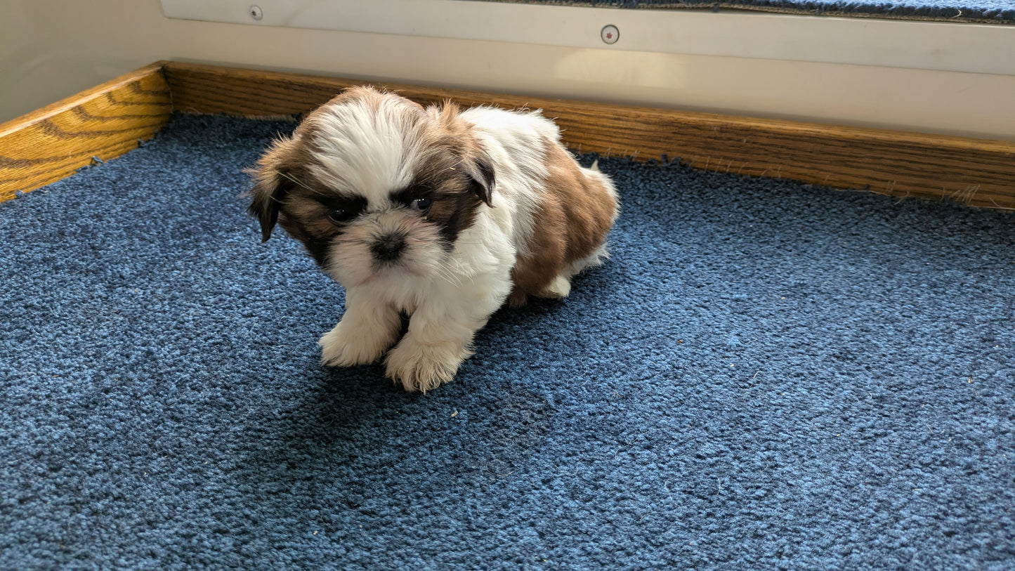 SHIH TZU (01/01) FEMALE