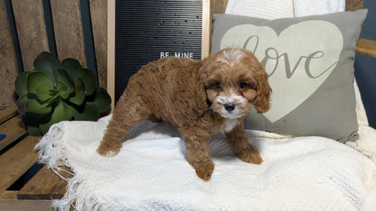 CAVAPOO (12/20) MALE