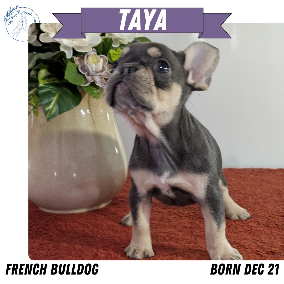 FRENCH BULLDOG (12/21) FEMALE