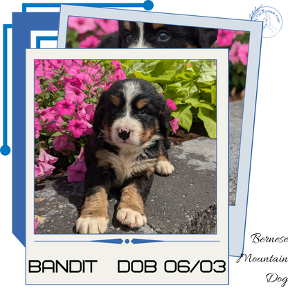 BERNESE MOUNTAIN DOG (06/03) MALE