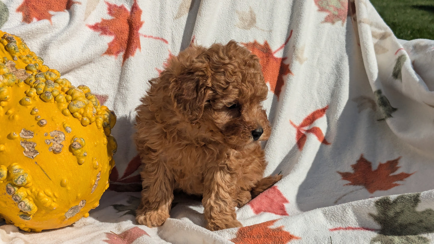 TOY POODLE (08/24) MALE