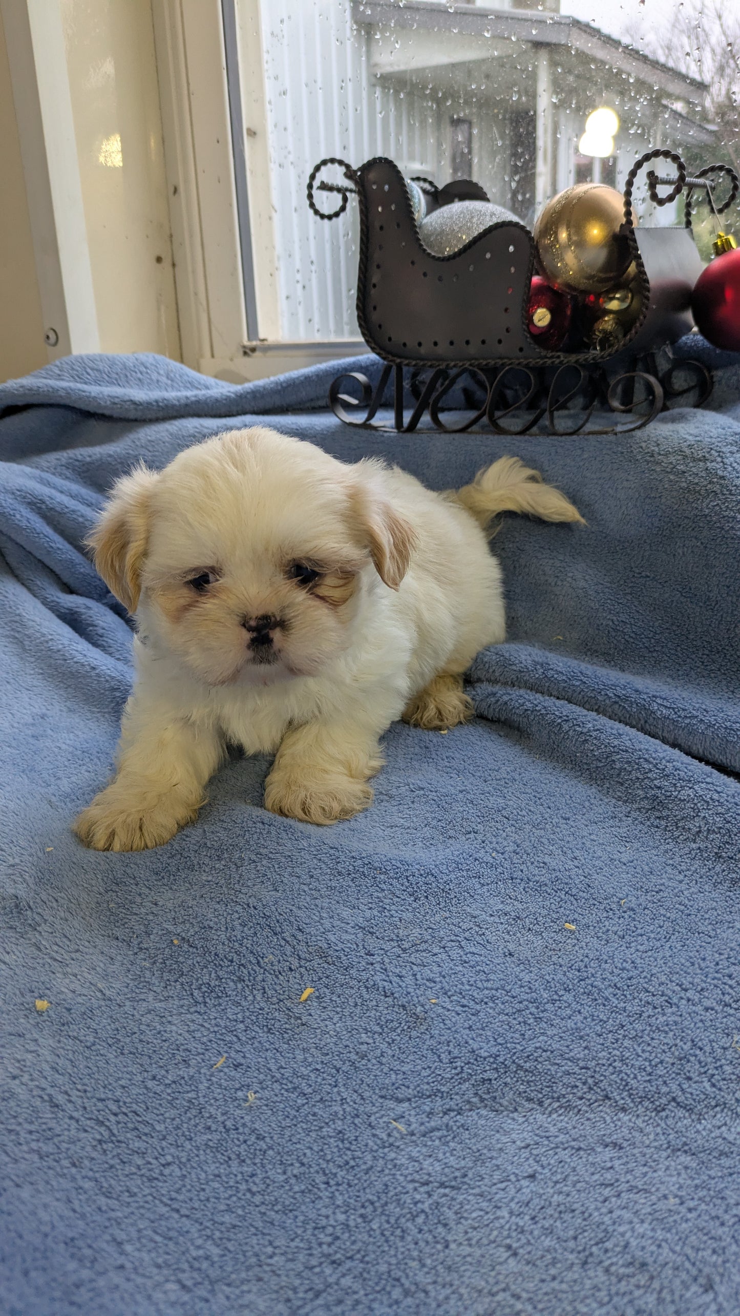 SHIH TZU (10/28) MALE