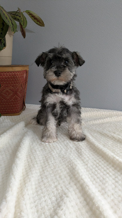 MINI SCHNAUZER (01/08) MALE