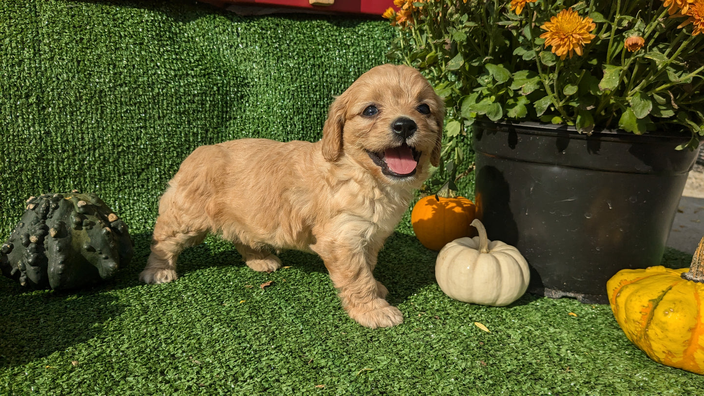 CAVAPOO (08/13) FEMALE