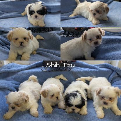 SHIH TZU (10/28) MALE