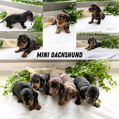 MINI DACHSHUND (01/27) MALE